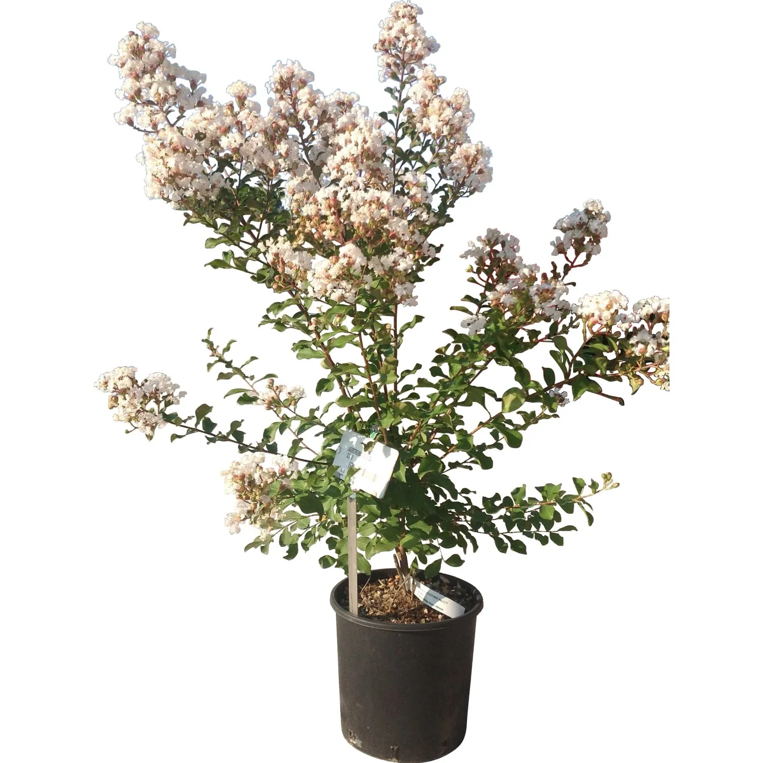 Lagerstroemia